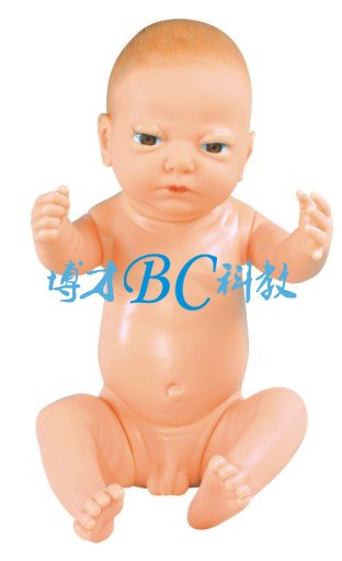 出生婴儿模型（男/女）