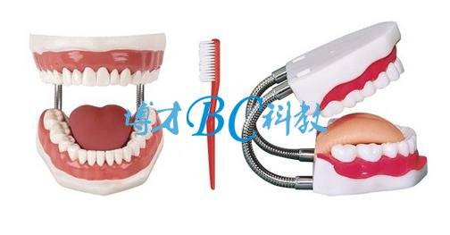 BC/1-2 牙护理保健模型