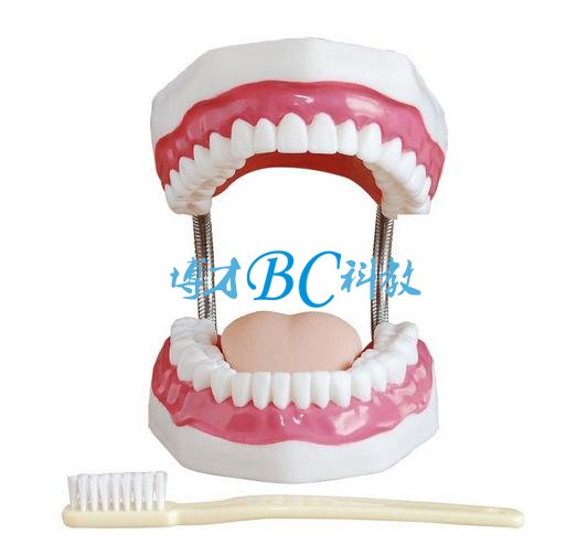 BC/1-1牙护理保健模型