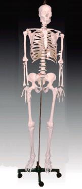 BC-A1001人体骨骼模型
